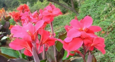 Je možné udržet květinu cannu doma, jak pěstovat a pečovat